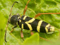 Clytus arietis